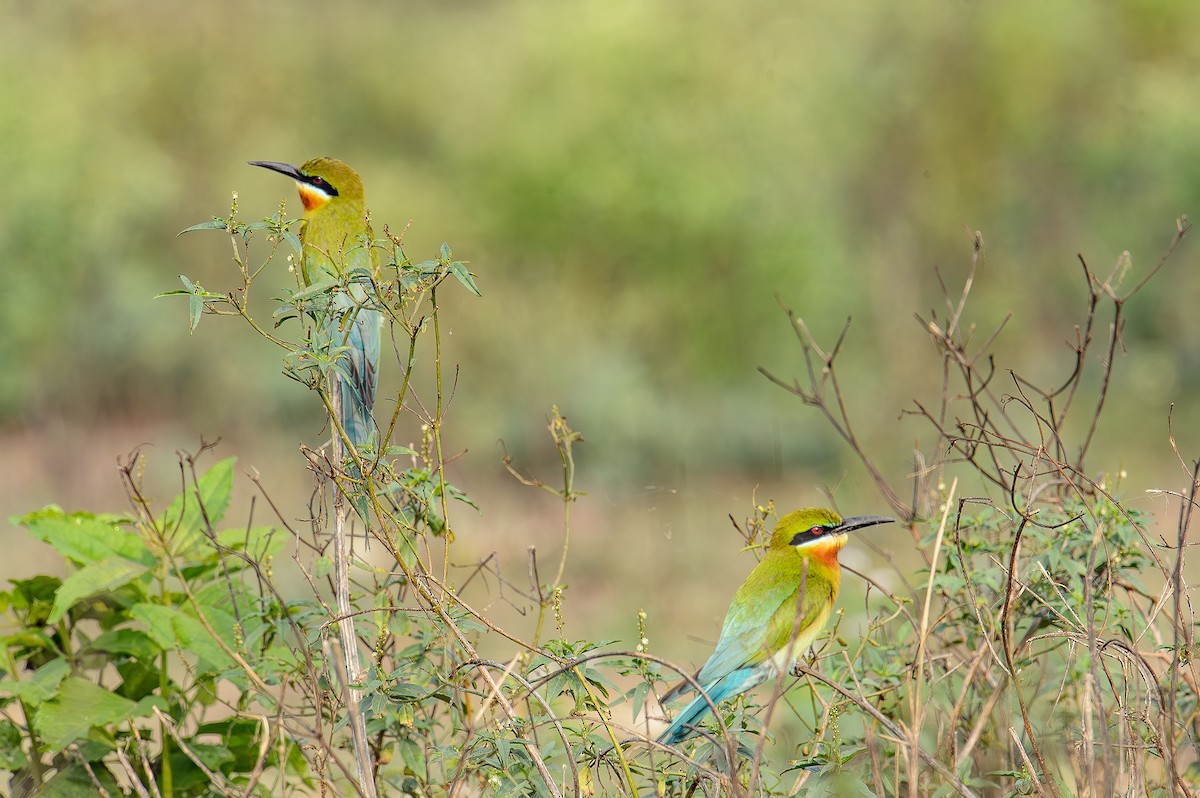 Blue-tailed Bee-eater - ML614330621