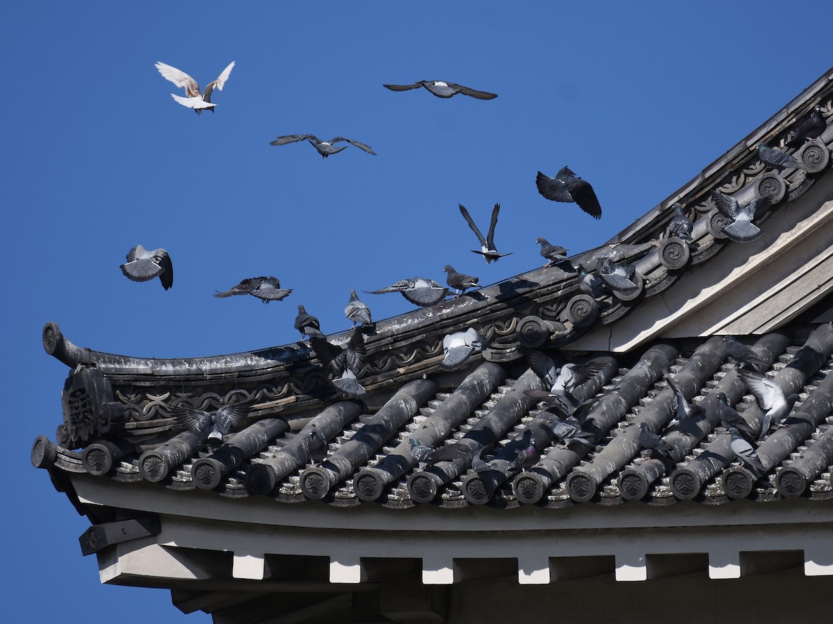 Rock Pigeon (Feral Pigeon) - ML614330723