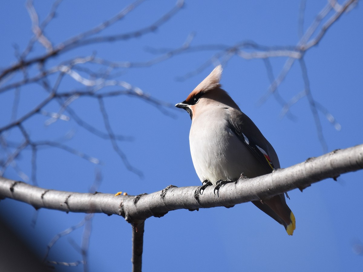 Bohemian Waxwing - Yojiro Nagai