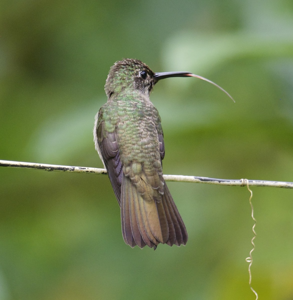 Sombre Hummingbird - ML614330749