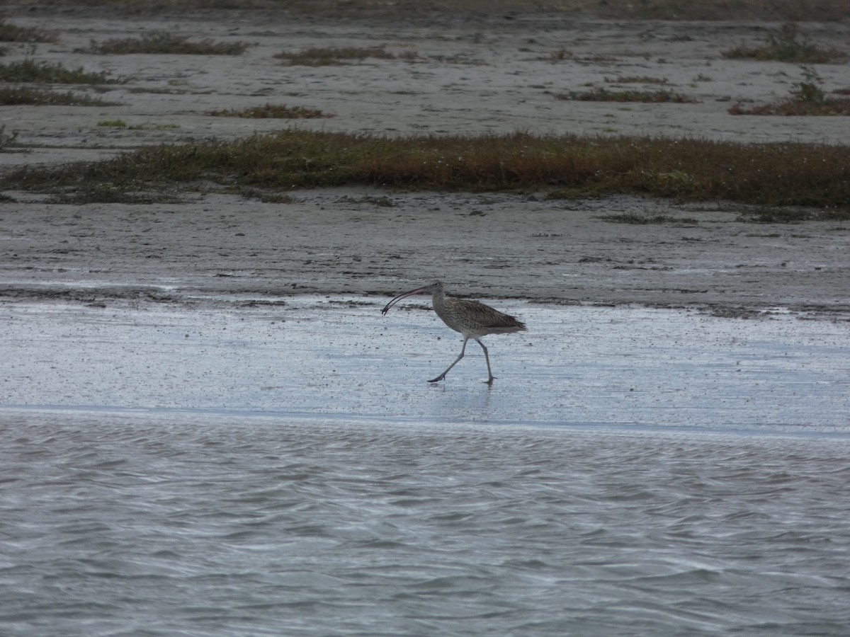 Far Eastern Curlew - ML614330765