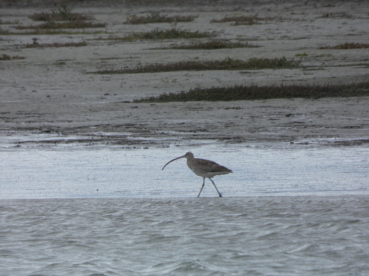 Far Eastern Curlew - ML614330766