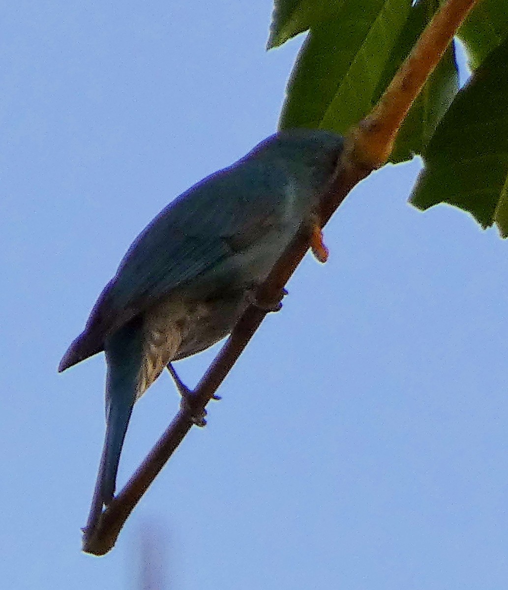 lejsek bleděmodrý - ML614330792