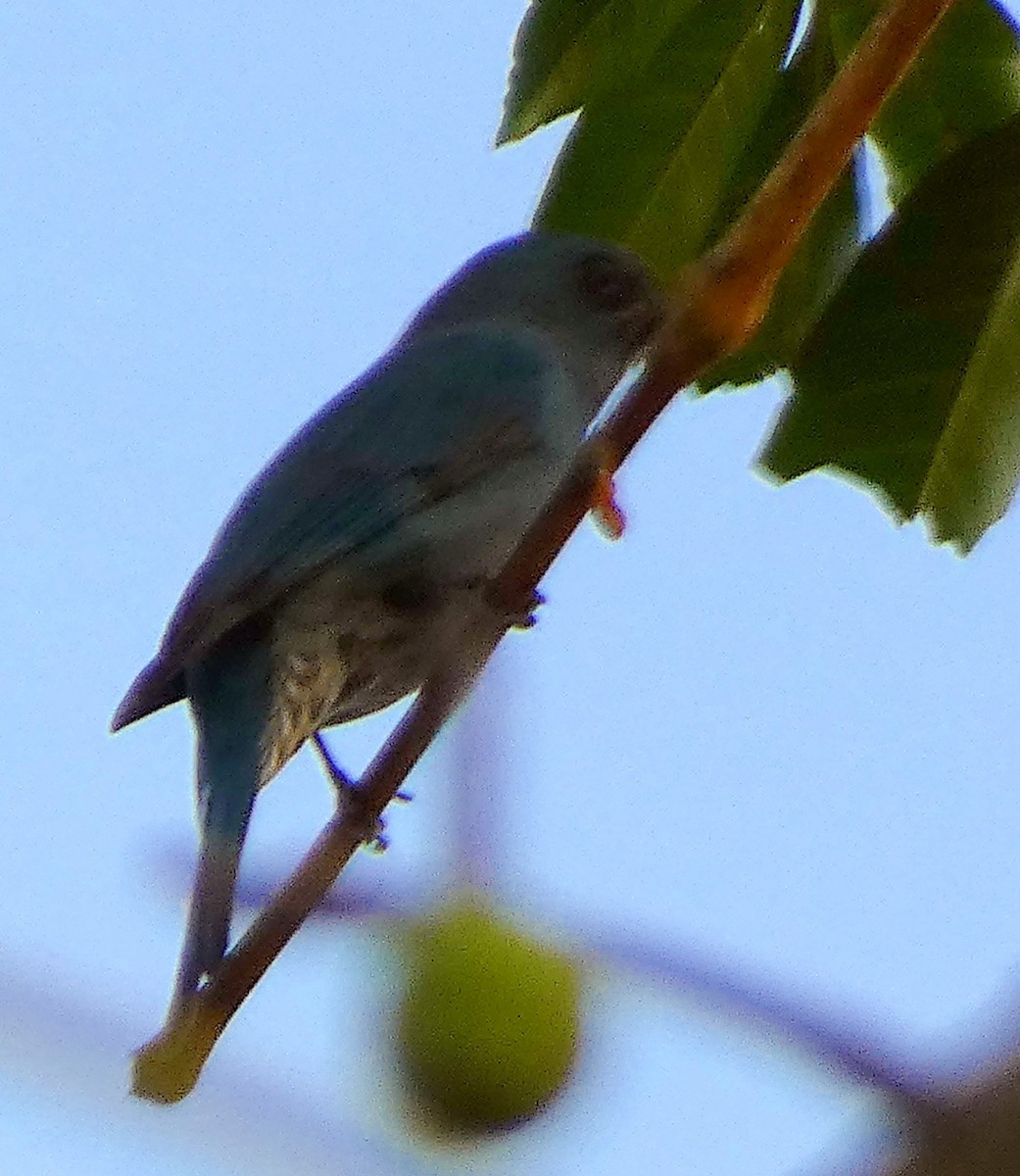 lejsek bleděmodrý - ML614330793