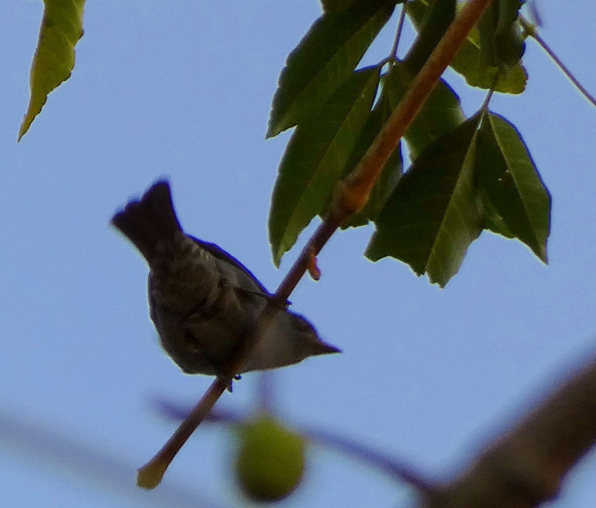 lejsek bleděmodrý - ML614330794