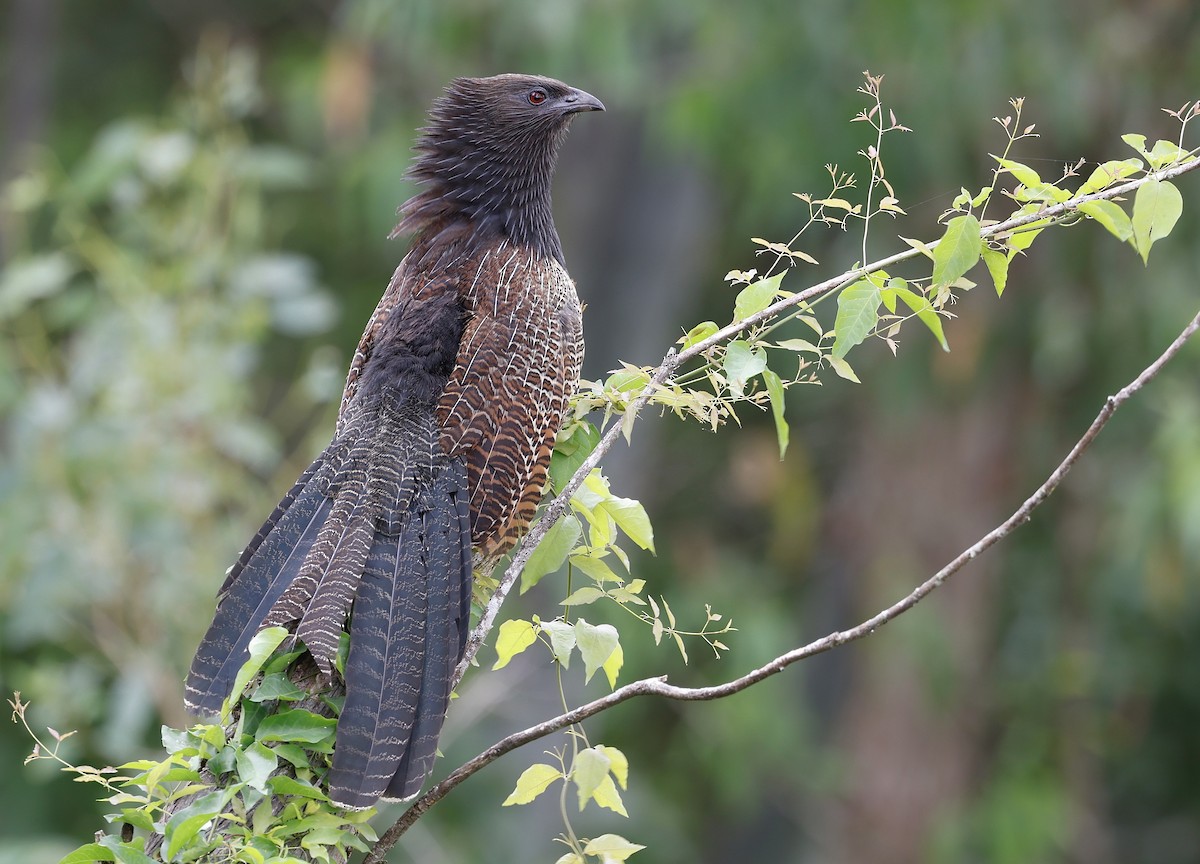 Pheasant Coucal - ML614330936