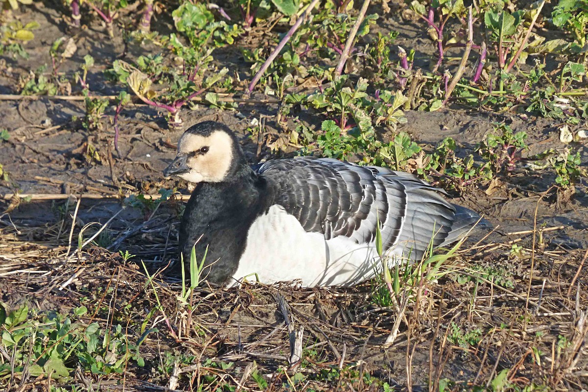 Barnacla Cariblanca - ML614330954