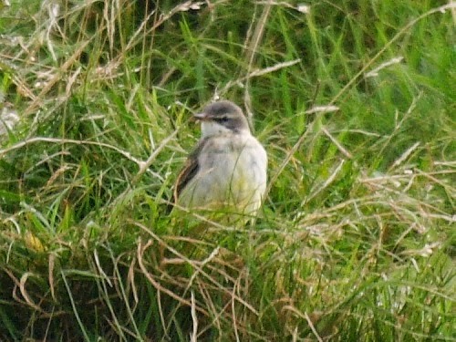 Western Yellow Wagtail (thunbergi) - ML614330968