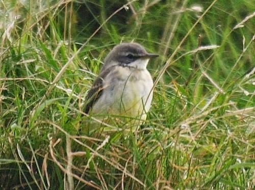 Western Yellow Wagtail (thunbergi) - ML614330970