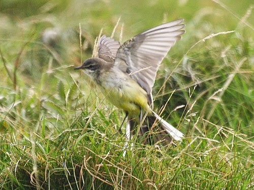 Western Yellow Wagtail (thunbergi) - ML614330971