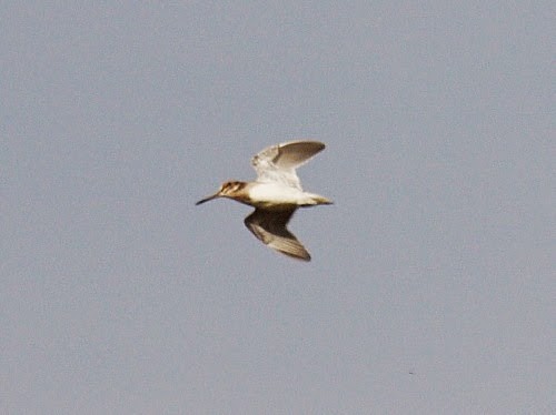 Jack Snipe - ML614330973