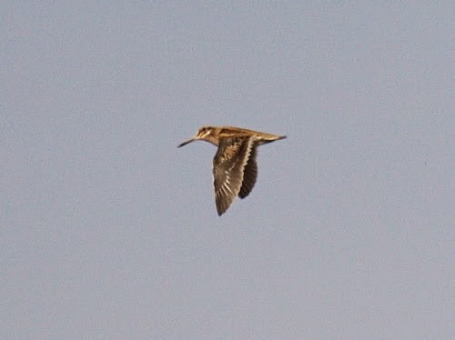 Jack Snipe - ML614330974