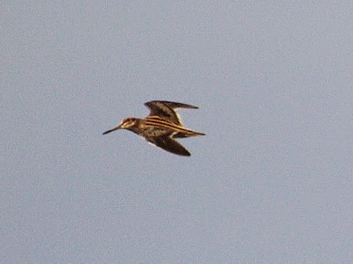 Jack Snipe - ML614330976