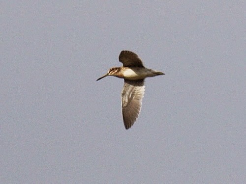 Jack Snipe - ML614330978