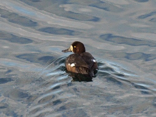 Greater Scaup - ML614330983