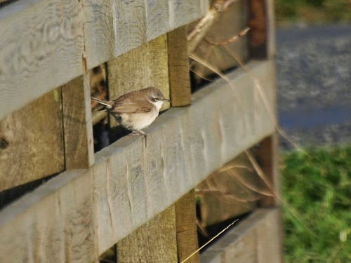 Lesser Whitethroat (curruca/blythi) - ML614330988