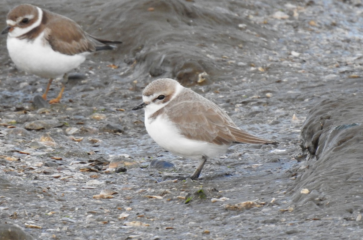 Snowy Plover - ML614330991