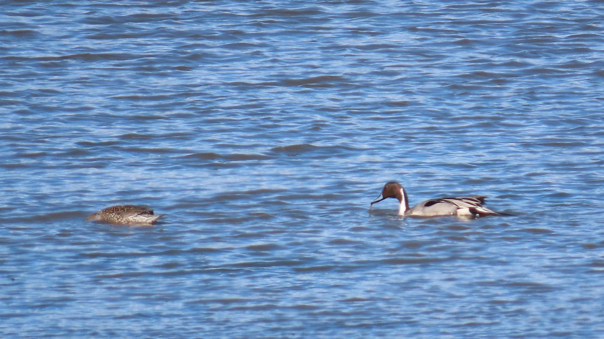 Northern Pintail - ML614330997