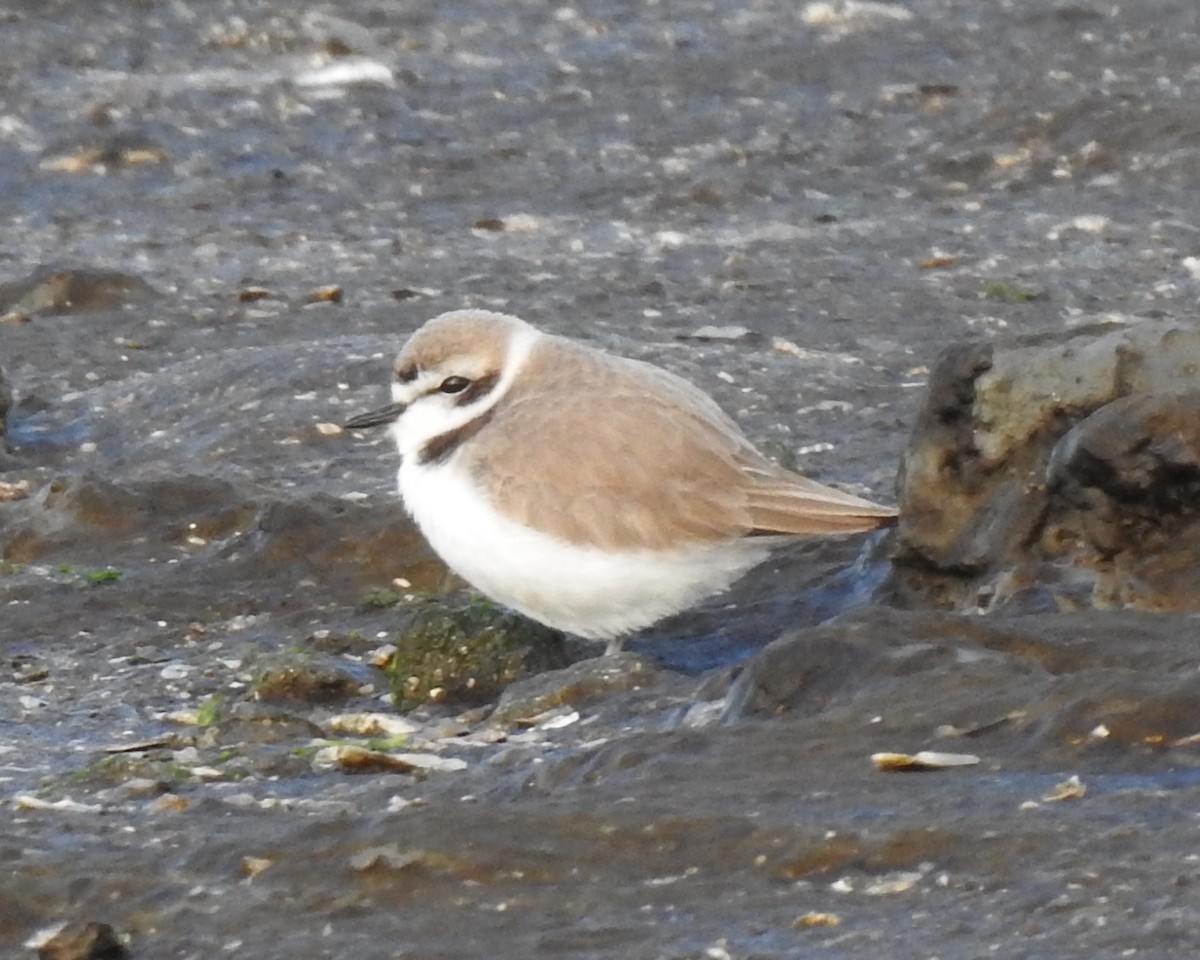 Snowy Plover - ML614330998