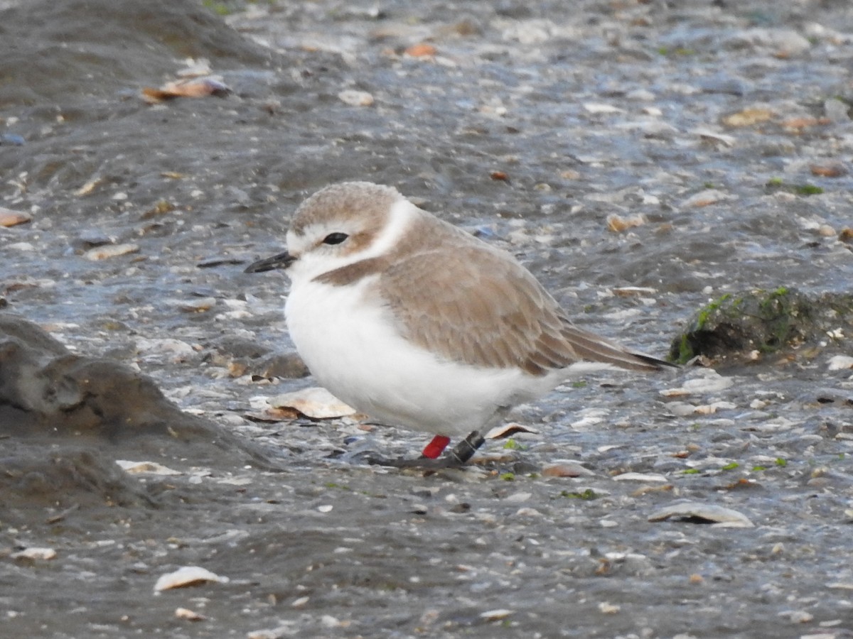 Snowy Plover - ML614331001