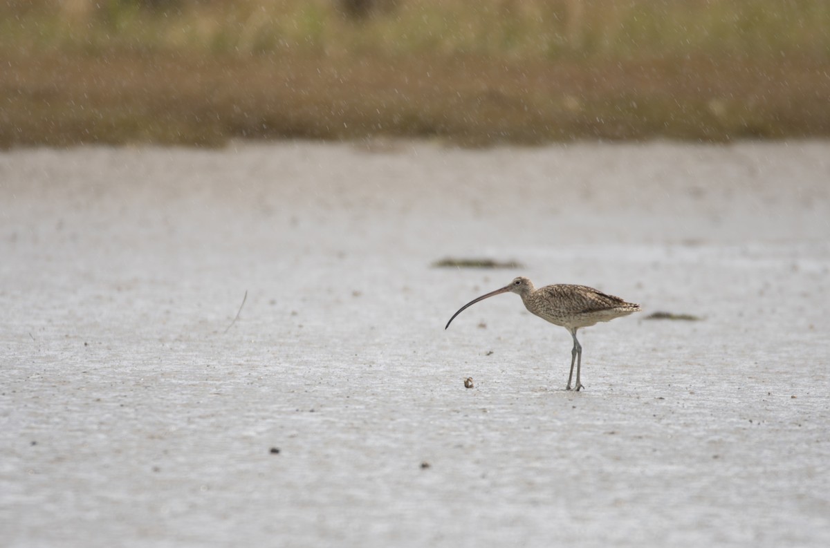 Far Eastern Curlew - ML614331024