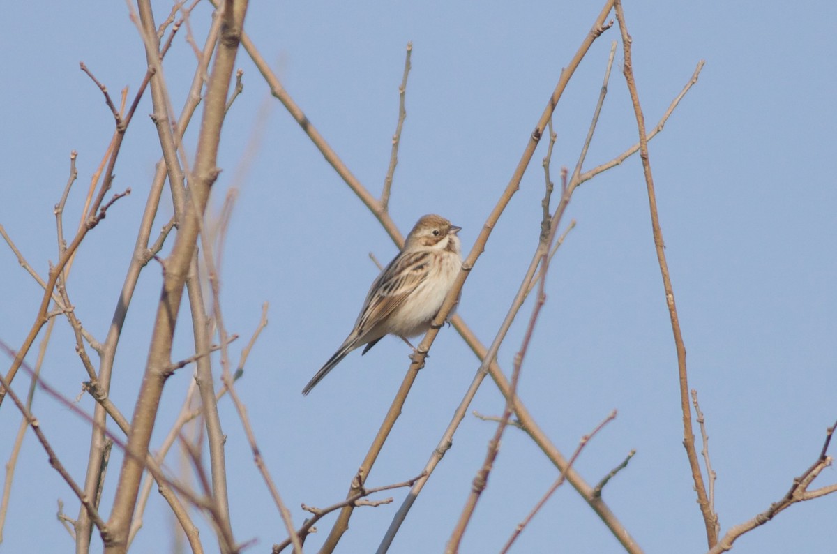 Pallas's Bunting - ML614331039