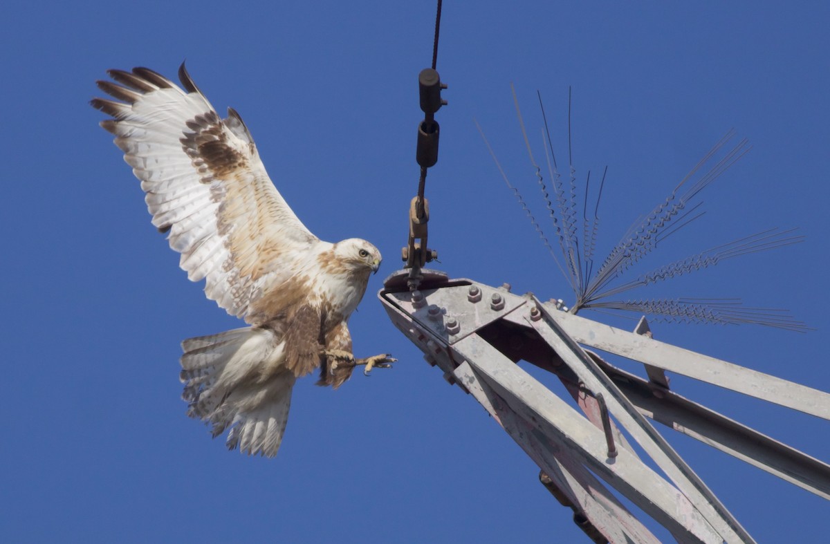 Upland Buzzard - Terry Townshend