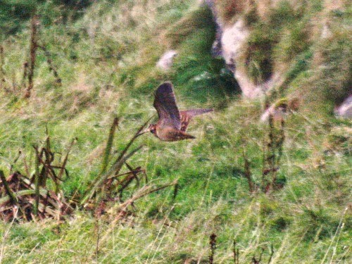 Eurasian Woodcock - ML614331121