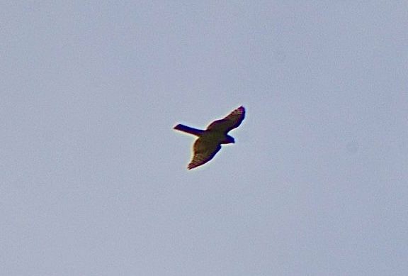 Eurasian Sparrowhawk - Angel Curbelo