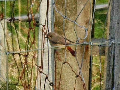 Common Redstart (Common) - ML614331131