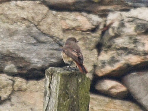 Common Redstart (Common) - David Cooper