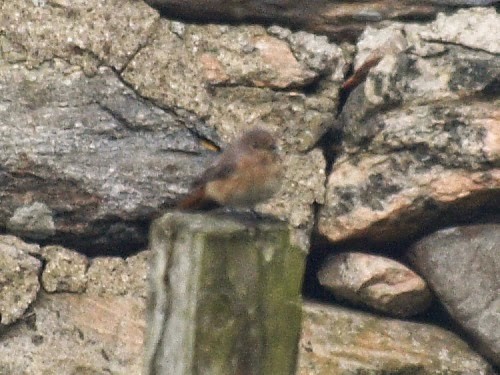 Common Redstart (Common) - ML614331134