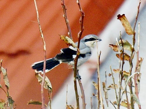 Great Gray Shrike - ML614331136