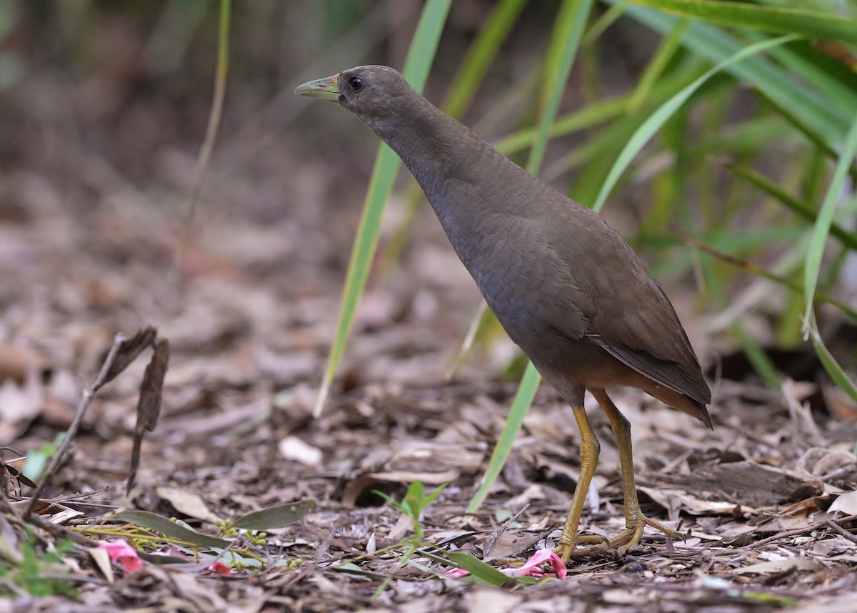 Pale-vented Bush-hen - ML614331155