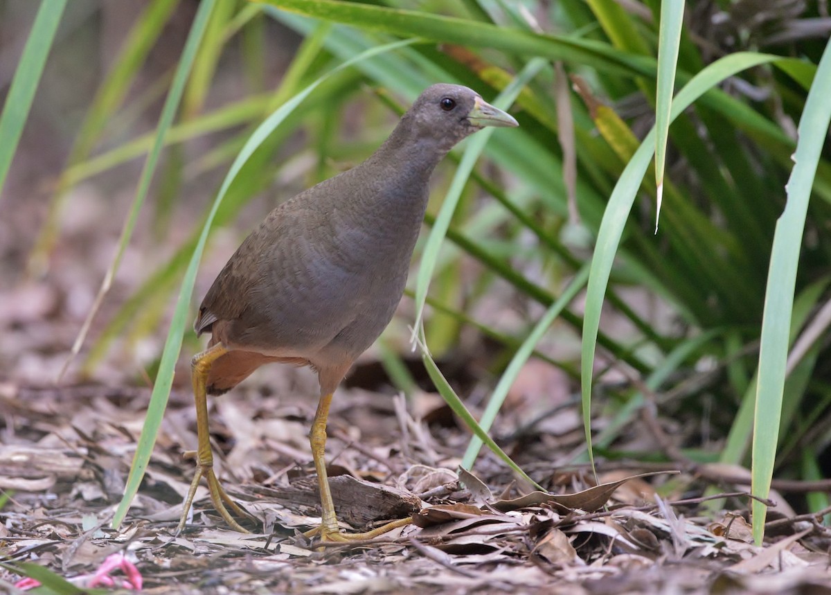 Pale-vented Bush-hen - ML614331156