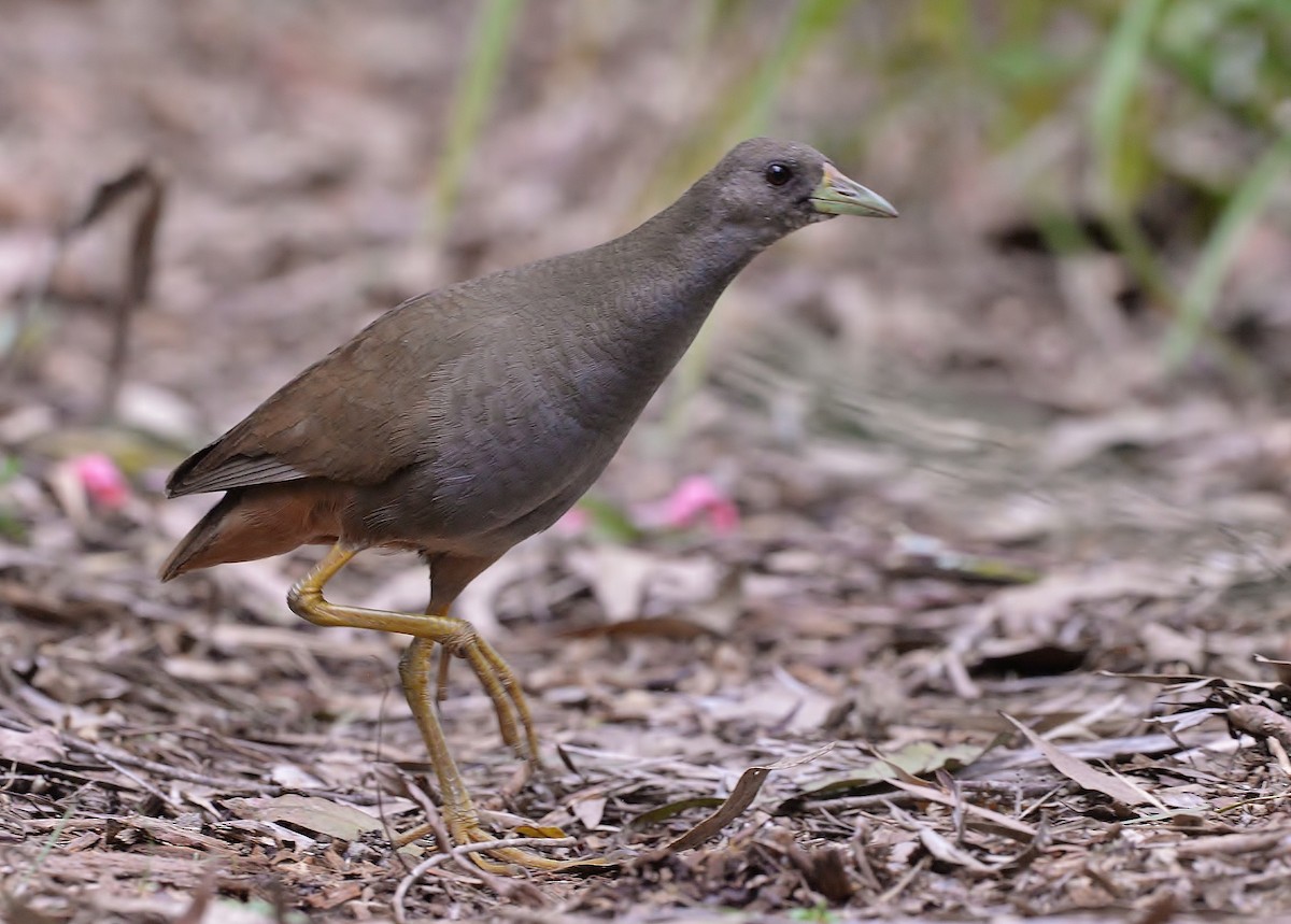 Pale-vented Bush-hen - ML614331157