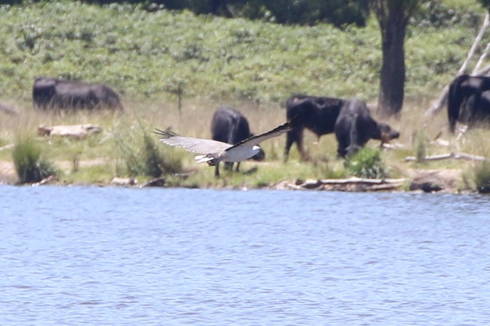 White-bellied Sea-Eagle - ML614331169