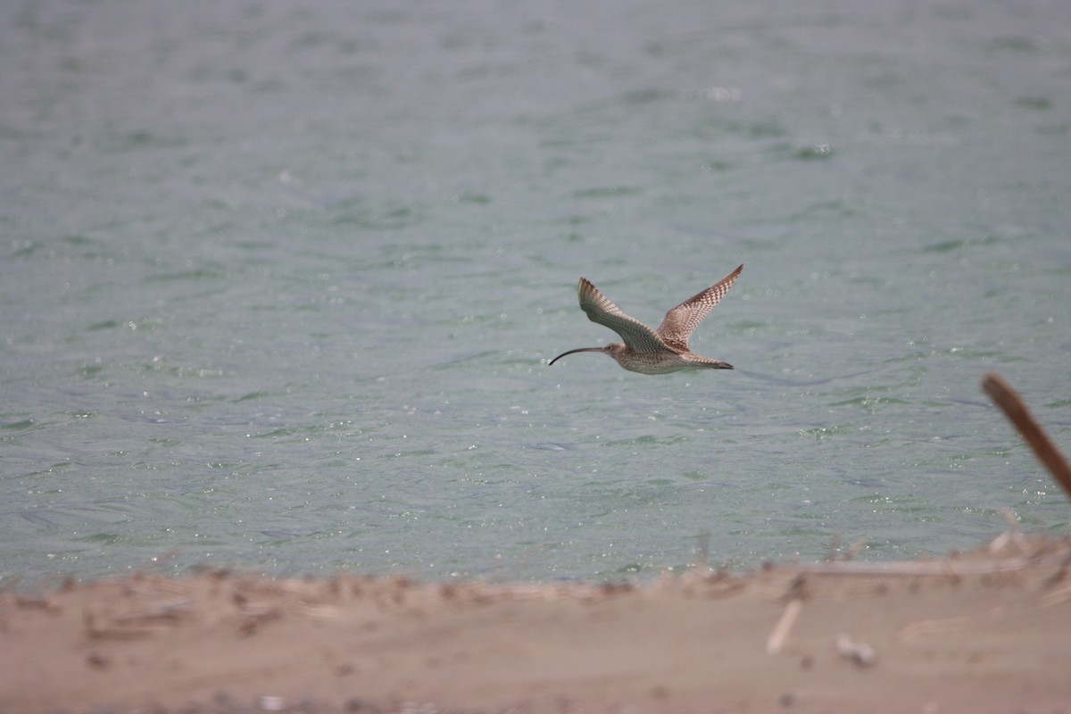 Far Eastern Curlew - ML614331195