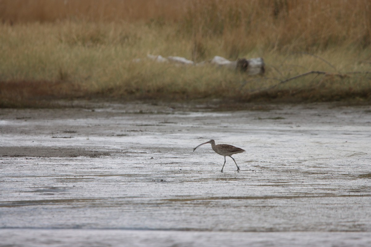 Far Eastern Curlew - ML614331196