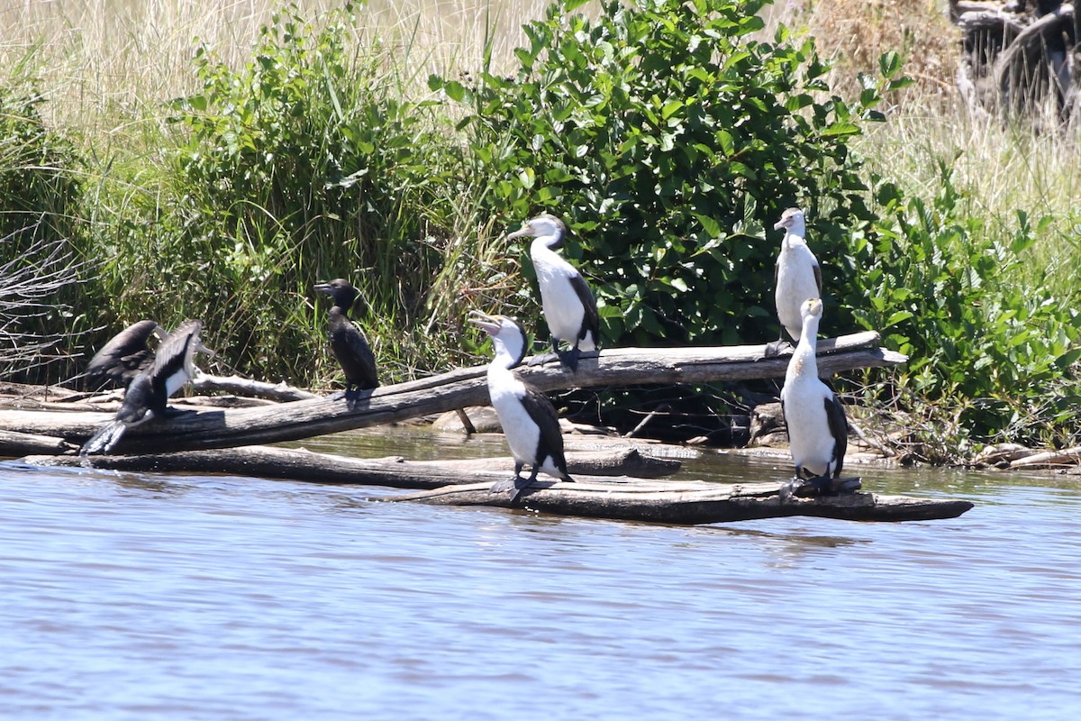 Pied Cormorant - ML614331202