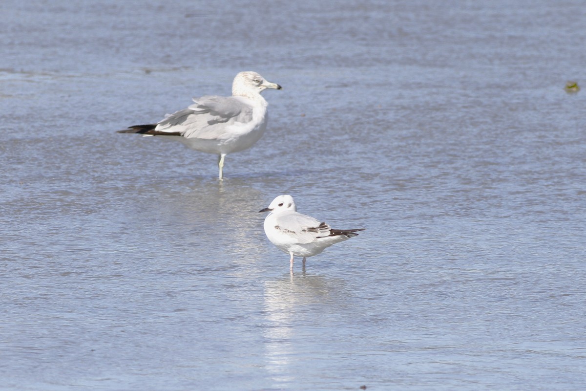 Bonaparte's Gull - ML614331207