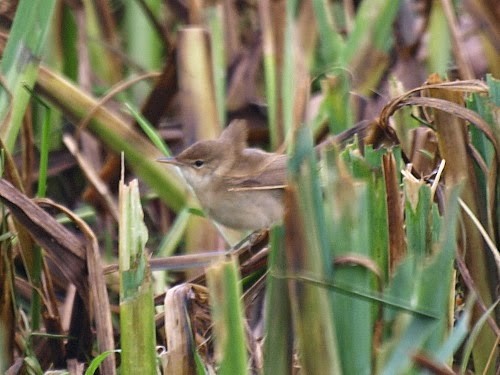 Common Reed Warbler (Common) - ML614331218