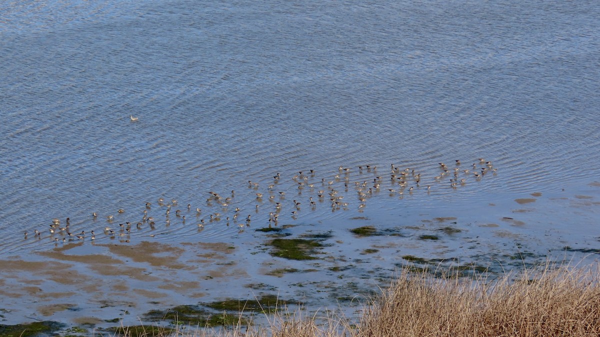 Long-billed Dowitcher - ML614331231