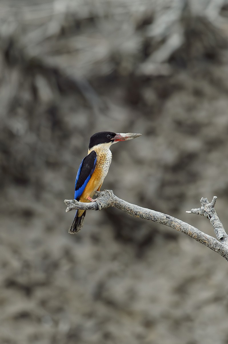 Black-capped Kingfisher - ML614331239