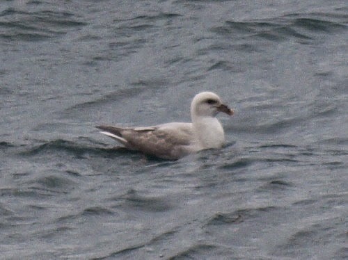 Fulmar boréal (glacialis/auduboni) - ML614331243