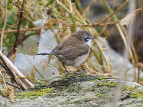 Lesser Whitethroat (curruca/blythi) - David Cooper