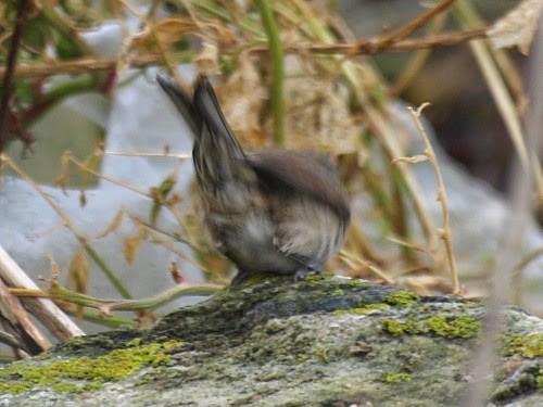 Lesser Whitethroat (curruca/blythi) - ML614331250