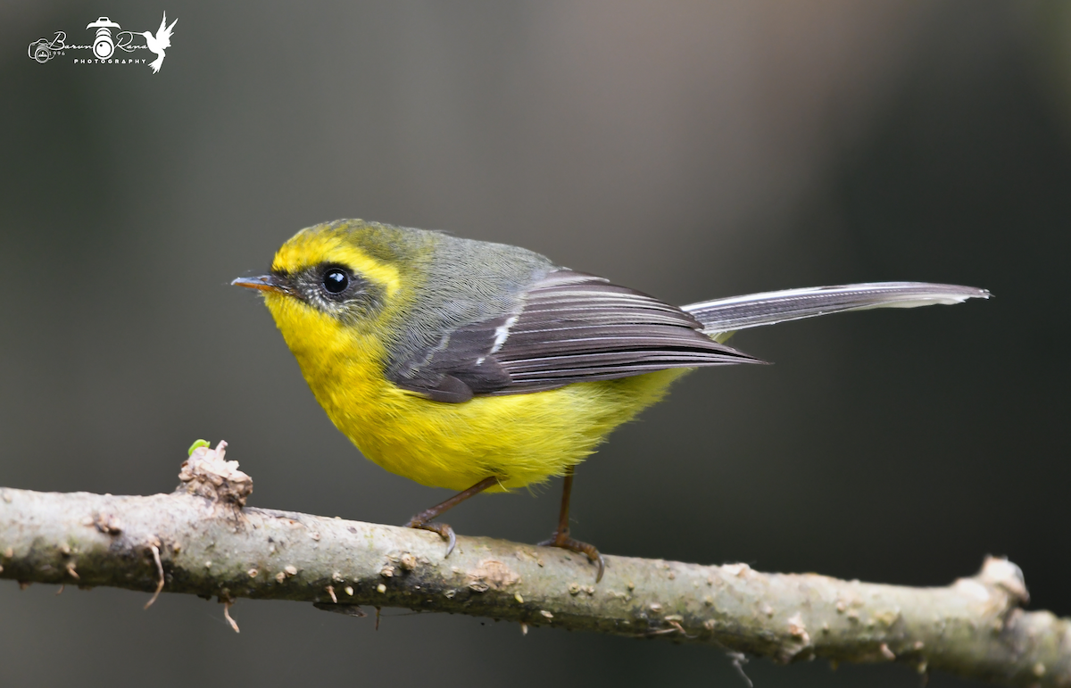 Yellow-bellied Fairy-Fantail - ML614331381