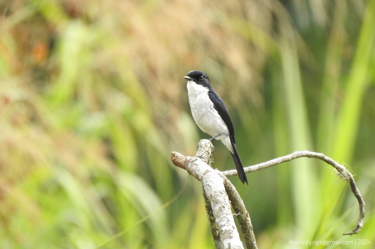 Jerdon's Bushchat - ML614331390