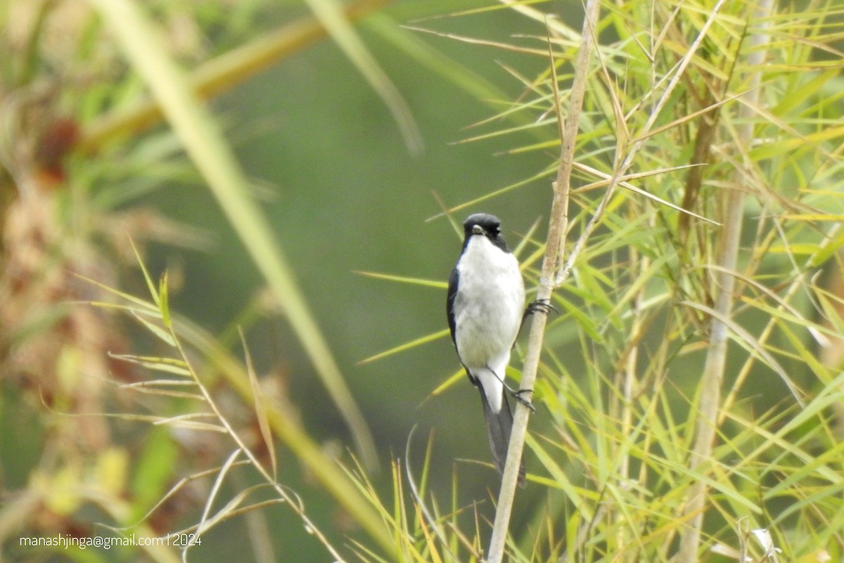 Jerdon's Bushchat - ML614331391